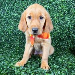 car_main_img_/media/ap_media/pets/OGQJTTGTMSLU148904.webp.250x250_q85.webp