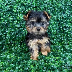 car_main_img_/media/ap_media/pets/OGRGTQHZOFSU125071.webp.250x250_q85.webp