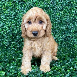 car_main_img_/media/ap_media/pets/OGVHEKJRLWAI129073.webp.250x250_q85.webp