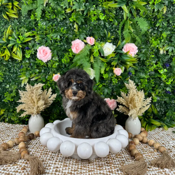 Male Bernedoodle Mini puppy named Walter for sale at Puppy Dreams - Katy.