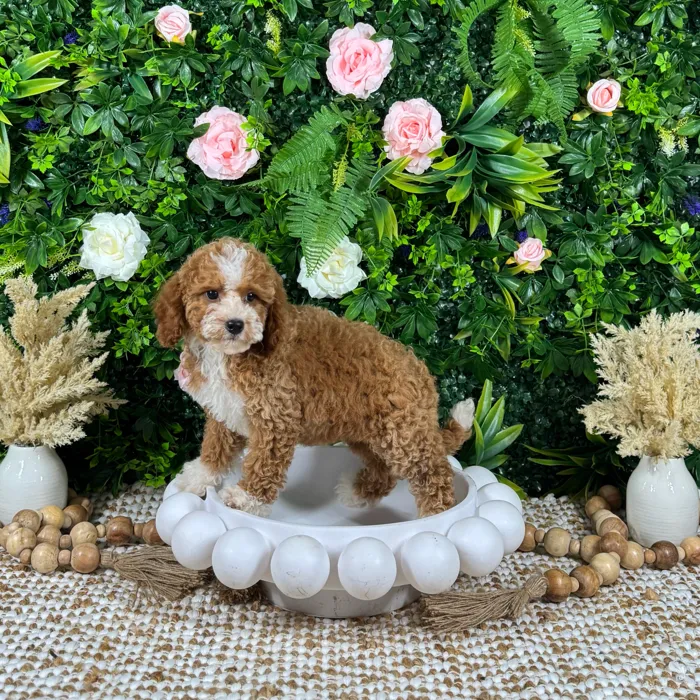 Female Mini Goldendoodle puppy named Zara for sale at Puppy Dreams - Katy.