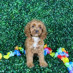 car_main_img_/media/ap_media/pets/OIEBMBOWYKHC132456.webp.250x250_q85.webp