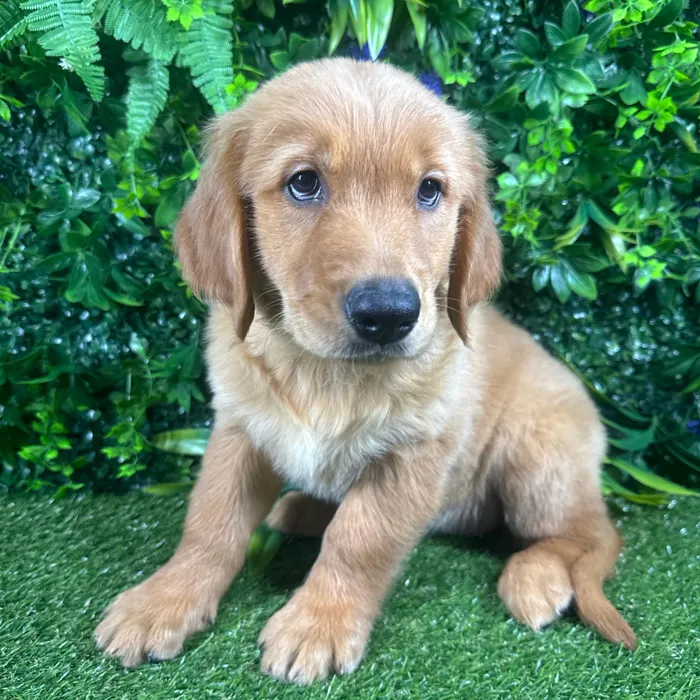 Female Golden Retriever puppy for sale at Puppy Dreams - Katy.