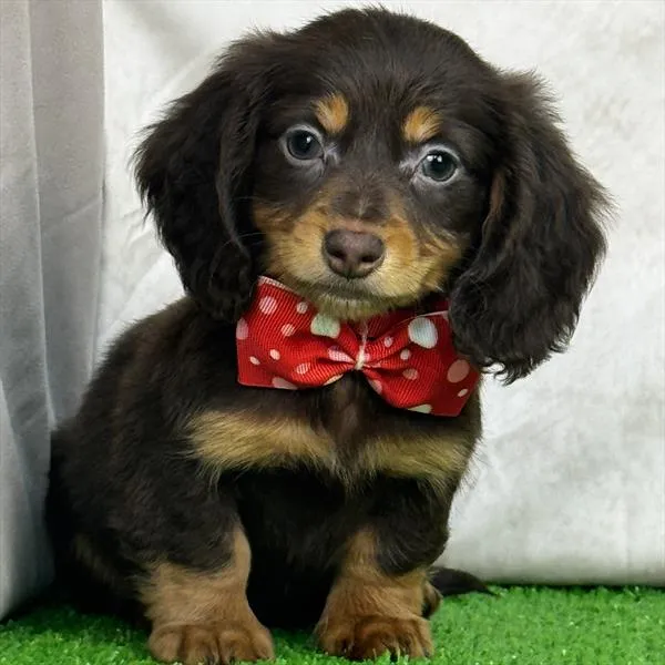 Male Dachshund puppy for sale at Puppy Dreams - Missouri City.