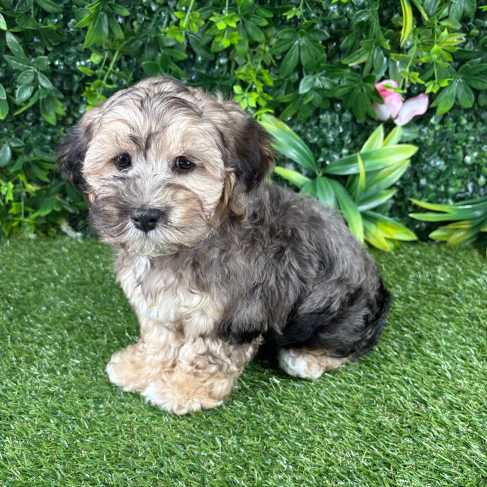 Male Cockapoo puppy named Wiley for sale at Puppy Dreams - Katy.