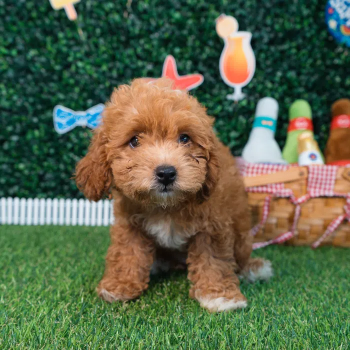 Female Cavapoo puppy named Lola for sale at Puppy Dreams - Missouri City.