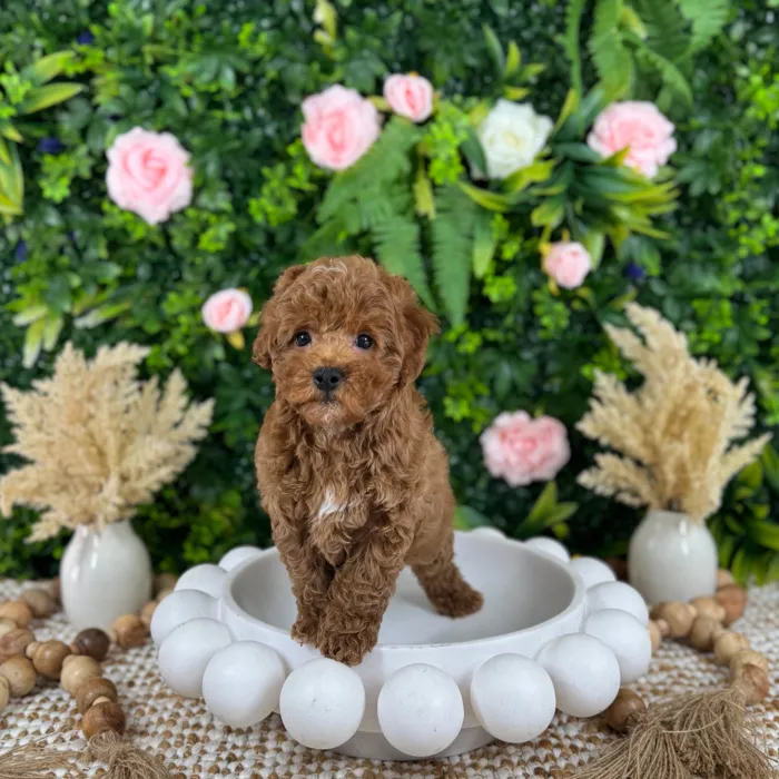 Male Cockapoo puppy named James for sale at Puppy Dreams - Katy.