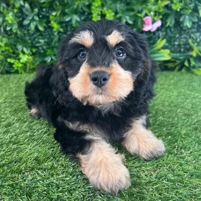 Female Cavapoo puppy named Rory for sale at Puppy Dreams - Katy.