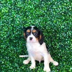 car_main_img_/media/ap_media/pets/OPNYLCNHPRWX134619.webp.250x250_q85.webp