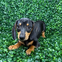 car_main_img_/media/ap_media/pets/ORVJLKKCBGCF140052.webp.250x250_q85.webp