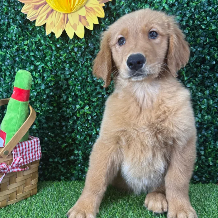 Female Golden Retriever puppy named Butter for sale at Puppy Dreams - Missouri City.