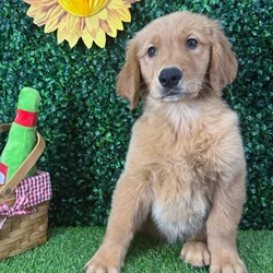 Female Golden Retriever puppy named Butter for sale at Puppy Dreams - Missouri City.