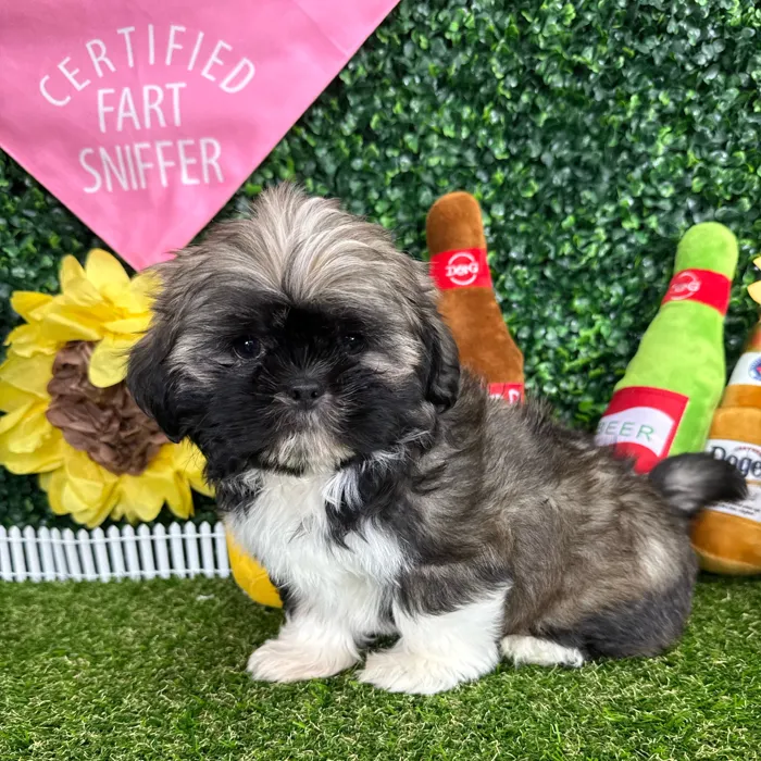 Male Shih Tzu puppy named Prince Eric for sale at Puppy Dreams - Missouri City.