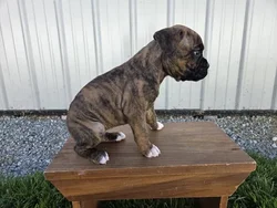 Female Boxer puppy for sale at Puppy Dreams - Katy.