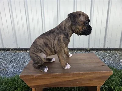 Female Boxer puppy for sale at Puppy Dreams - Katy.