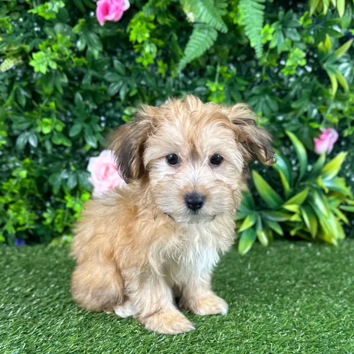 Male Havanese puppy named Mateo for sale at Puppy Dreams - Katy.