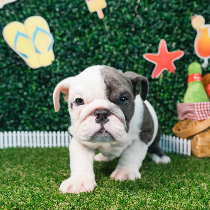 Female English Bulldog puppy named Shadow for sale at Puppy Dreams - Missouri City.