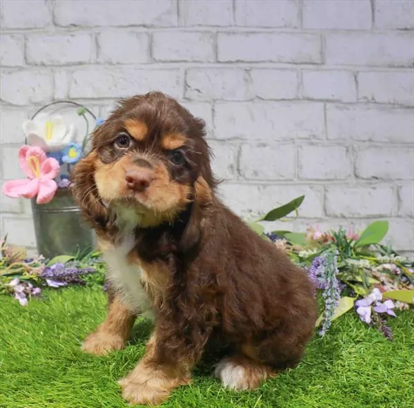 Male Cocker Spaniel puppy for sale at Puppy Dreams - Missouri City.