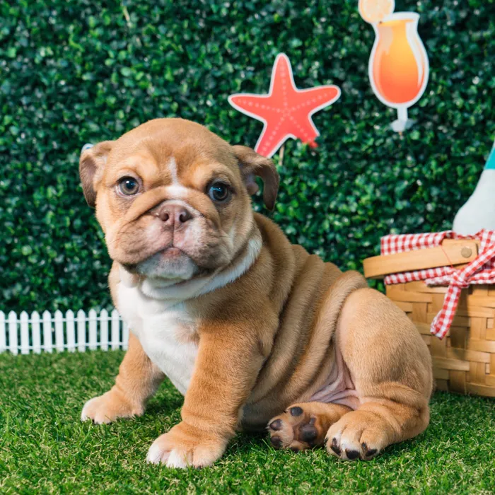 Male English Bulldog puppy named Groot for sale at Puppy Dreams - Missouri City.