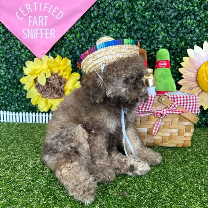Female Cockapoo puppy named Paloma for sale at Puppy Dreams - Missouri City.