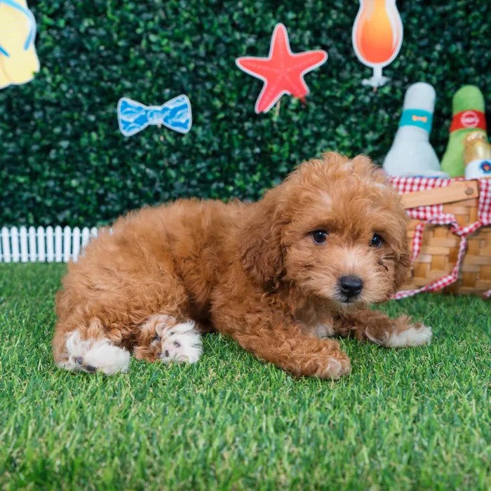 Female Cavapoo puppy named Lola for sale at Puppy Dreams - Missouri City.