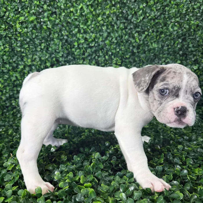 Female French Bulldog puppy named Nugget for sale at Puppy Dreams - Missouri City.