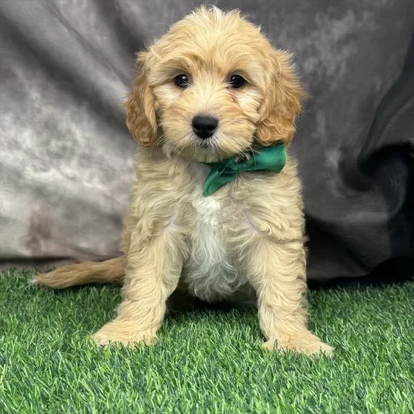 Male Mini Goldendoodle puppy named Cashew for sale at Puppy Dreams - Missouri City.