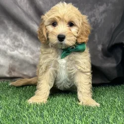 Male Mini Goldendoodle puppy named Cashew for sale at Puppy Dreams - Missouri City.