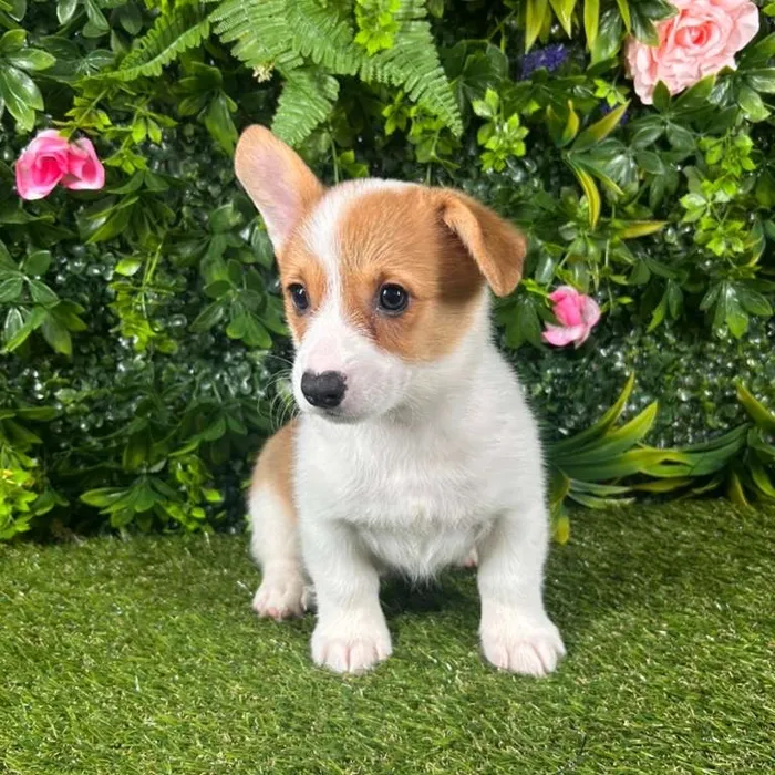 Male Pembroke Welsh Corgi puppy for sale at Puppy Dreams - Katy.