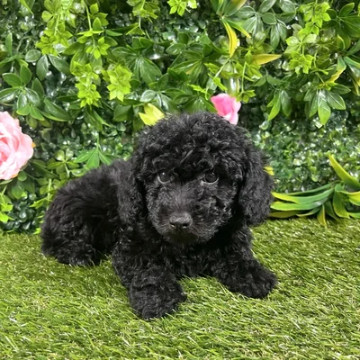 Female Mini Poodle puppy named Celeste for sale at Puppy Dreams - Katy.