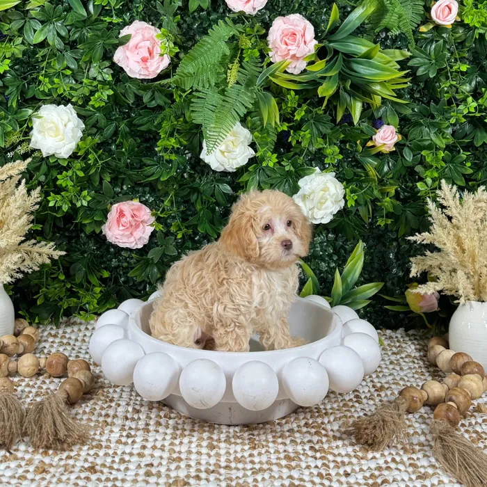 Female Cockapoo puppy named Cali for sale at Puppy Dreams - Katy.
