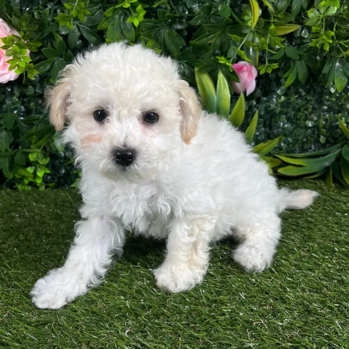 Female Bichon-Poodle puppy named Vega for sale at Puppy Dreams - Katy.
