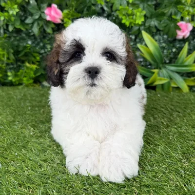 Male Shipoo puppy named Arthur for sale at Puppy Dreams - Katy.
