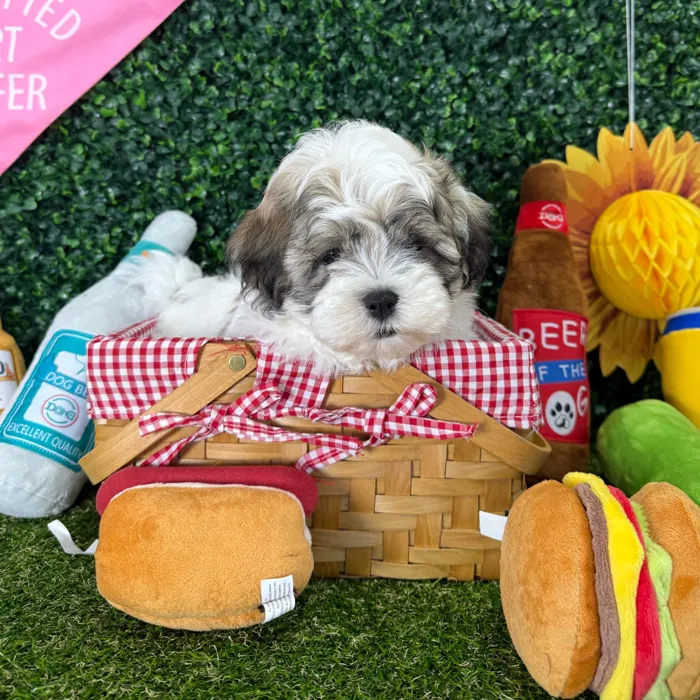 Male Teddy Bear puppy named Cody for sale at Puppy Dreams - Missouri City.
