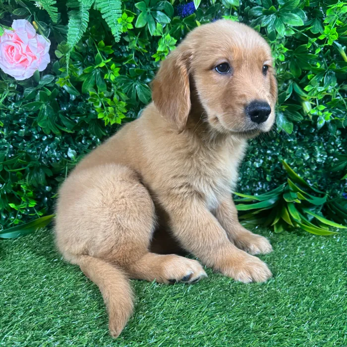 Female Golden Retriever puppy for sale at Puppy Dreams - Katy.
