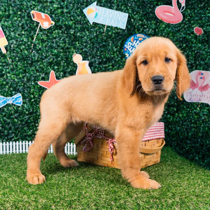 Female Golden Retriever puppy named Peach for sale at Puppy Dreams - Missouri City.