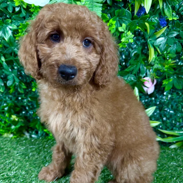 Female Mini Goldendoodle puppy named Malibu for sale at Puppy Dreams - Katy.