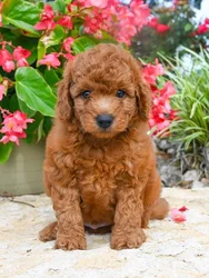 car_main_img_/media/ap_media/pets/PQGWZCGFNRZC135398.webp.250x250_q85.webp
