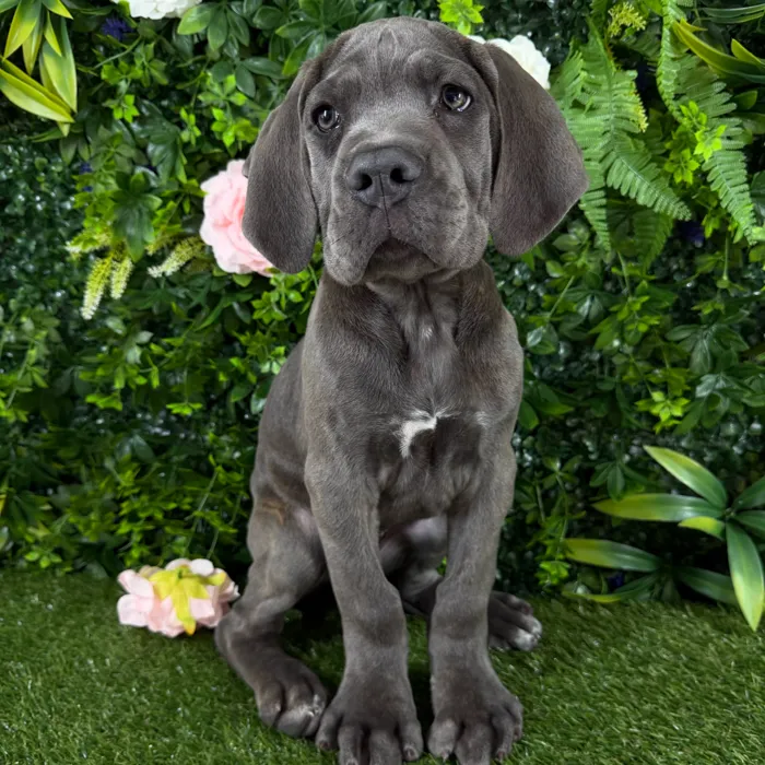 Male Cane Corso puppy named Titus for sale at Puppy Dreams - Katy.