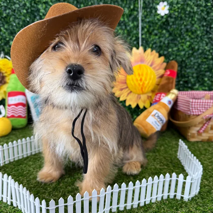Male Shorkie puppy named Alvin for sale at Puppy Dreams - Missouri City.