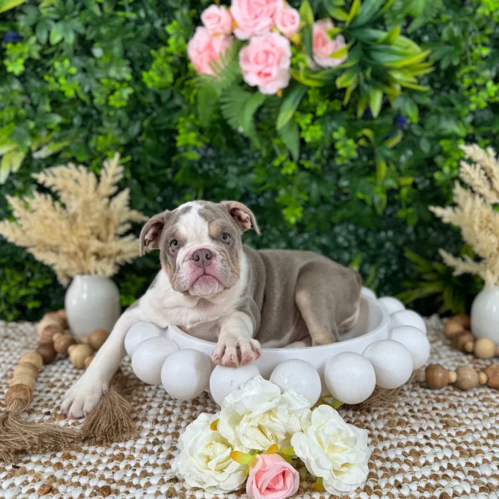 Female English Bulldog puppy named Ellen for sale at Puppy Dreams - Katy.