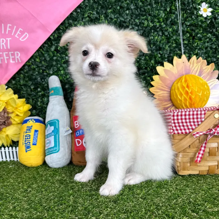 Male Pomchi puppy named Olaf for sale at Puppy Dreams - Missouri City.