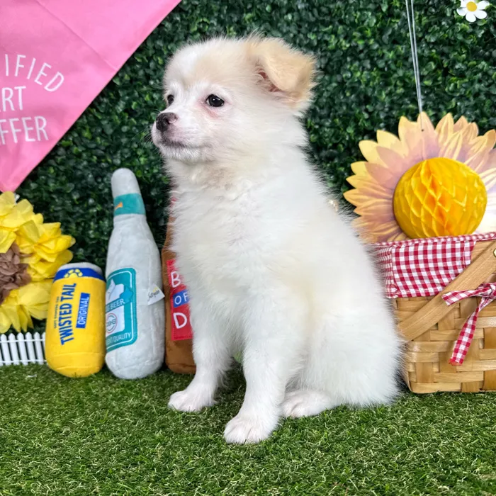Male Pomchi puppy named Olaf for sale at Puppy Dreams - Missouri City.