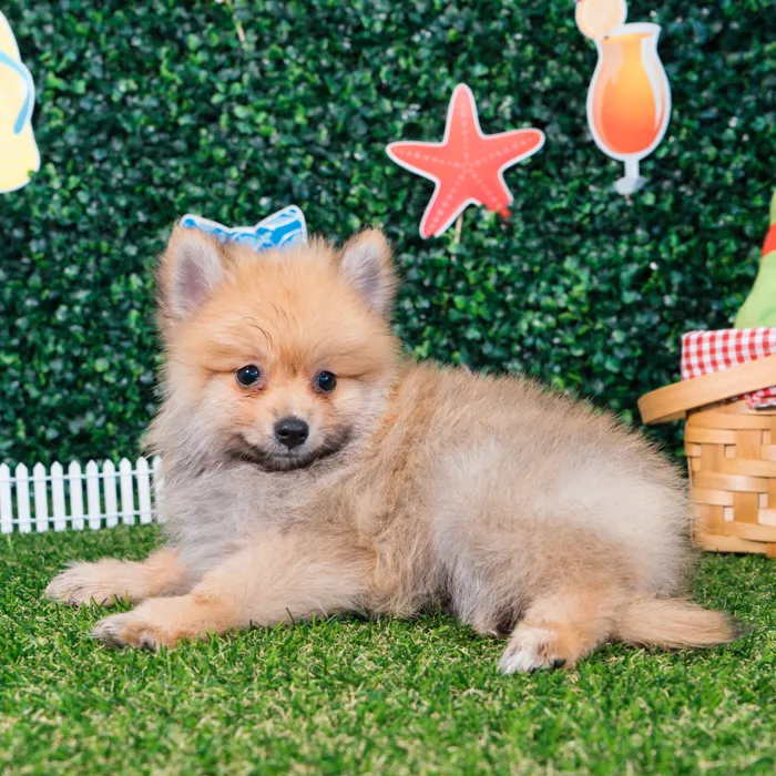 Male Pomeranian puppy named Nico for sale at Puppy Dreams - Missouri City.