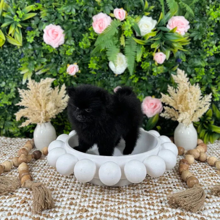 Male Pomeranian puppy named Jett for sale at Puppy Dreams - Katy.