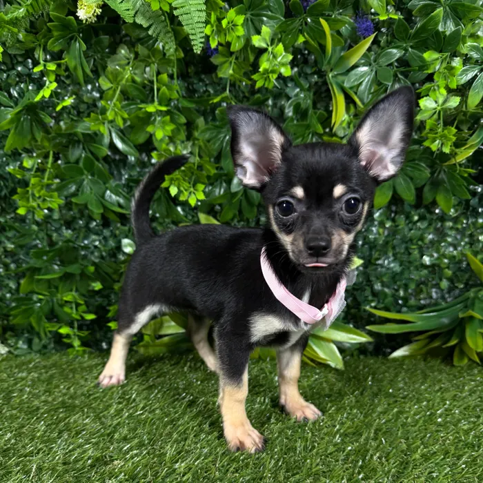Female Chihuahua puppy named Lilo for sale at Puppy Dreams - Katy.