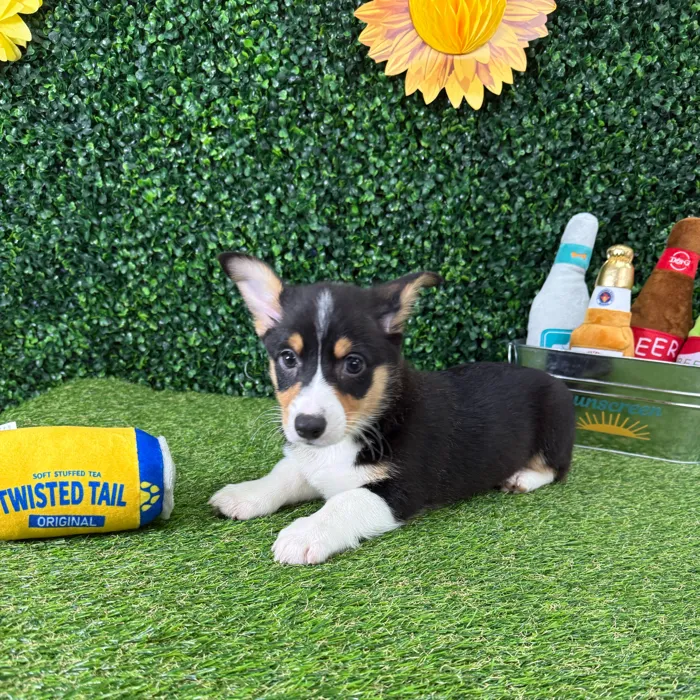 Male Pembroke Welsh Corgi puppy named Dilly for sale at Puppy Dreams - Missouri City.