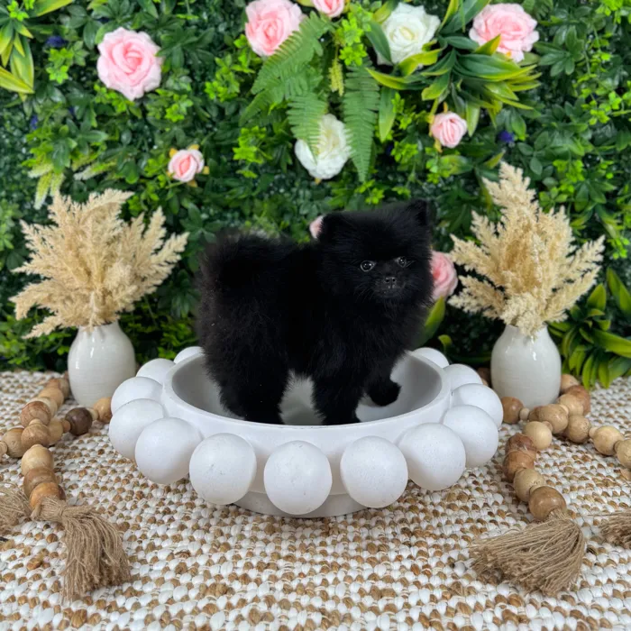 Male Pomeranian puppy named Jett for sale at Puppy Dreams - Katy.