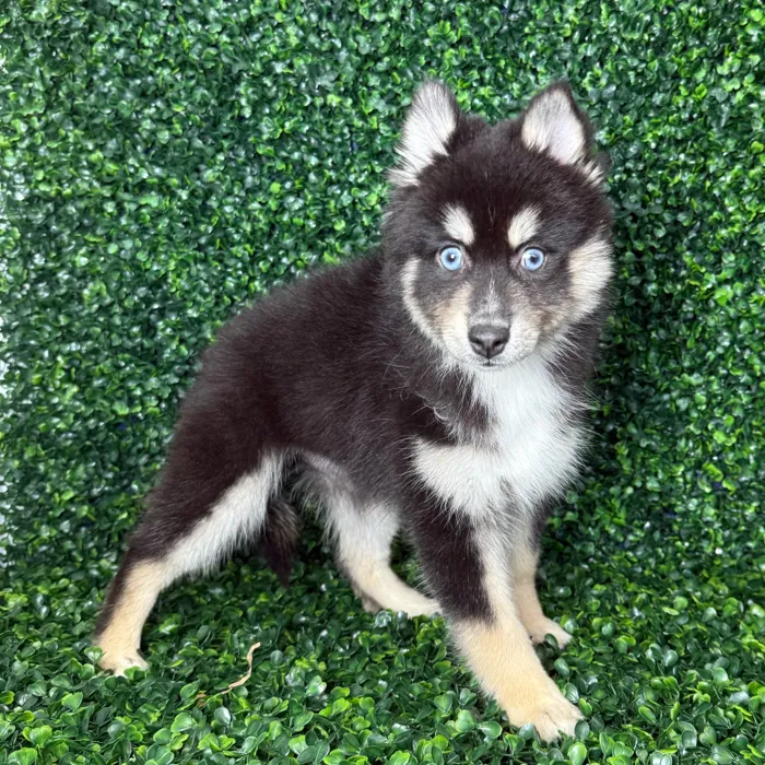 Female Pomsky puppy named Tootsie for sale at Puppy Dreams - Missouri City.