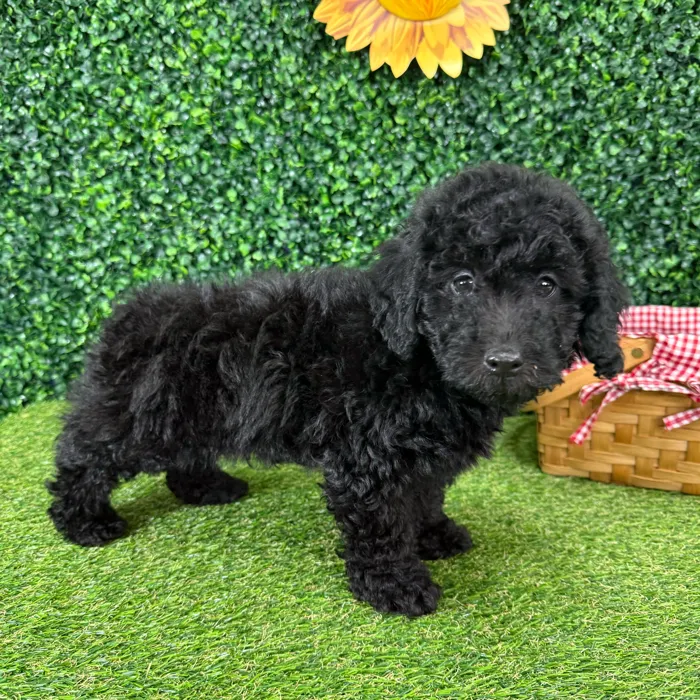 Male Mini Poodle puppy named Leroy for sale at Puppy Dreams - Missouri City.